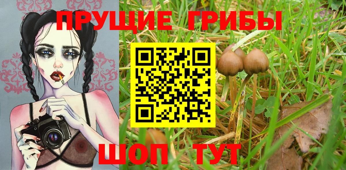 Псилоцибиновые грибы мицелий Мыски
